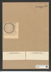 Coscinodiscus thumii Cleve (de-Toni-Nr.: Genus 202, Species 5106) Zeichnungen Sammlung Grunow Nr. 8868 (NHMW-BOT-W0378506)